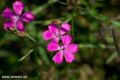 Blommor