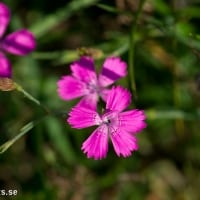 SONY DSC