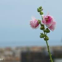 SONY DSC