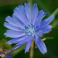 SONY DSC