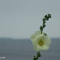 SONY DSC