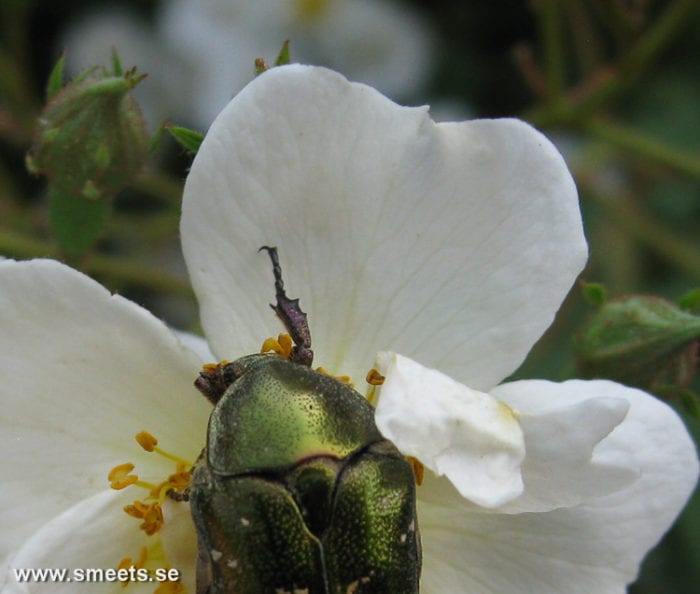 2010-07-10_3821-700x594