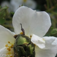 2010-07-10_3821-700x594