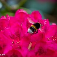 SONY DSC