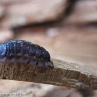 IMG_3676_1928-700x678