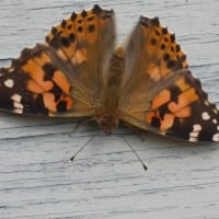 IMG_3970_2195