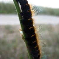 IMG_4187_2323