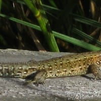 img_4002_2186-700x325