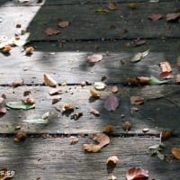 SONY DSC