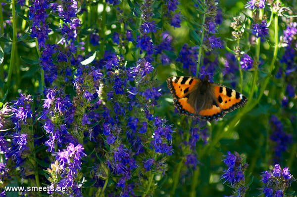 fjäril vid glimmingehus