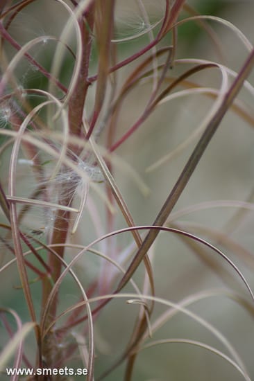 Christinehof Mjölkört