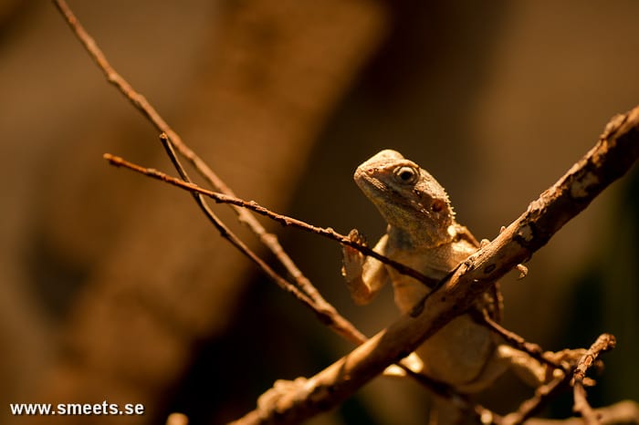 Ödla malmö reptilcenter