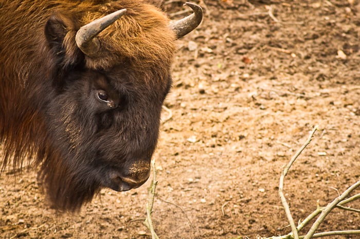 Skåne djurpark bison