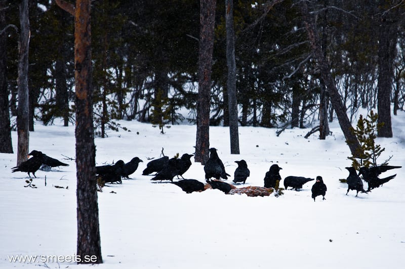 korpar från gömsle (4)