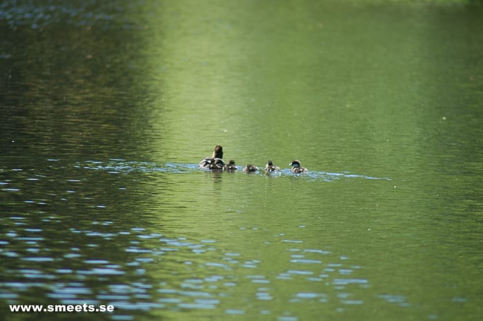 Gräsänder i Söderåsen
