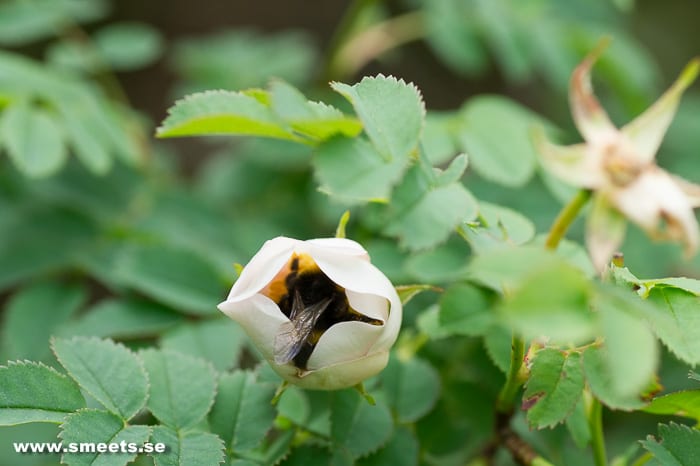Humla i rosenbuske