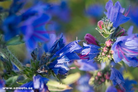Blåeld vid Djupvikshamn