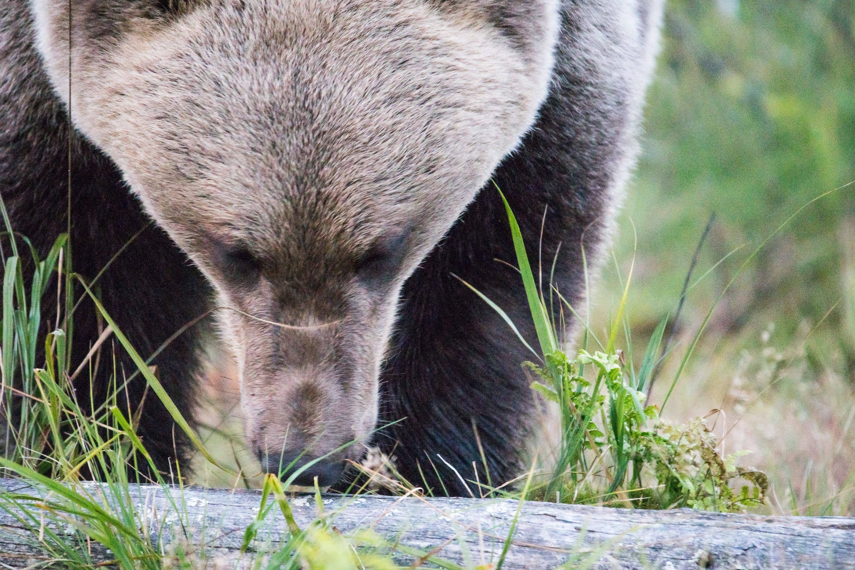 Utställning i Dalby med bland annat björnbilder 2019