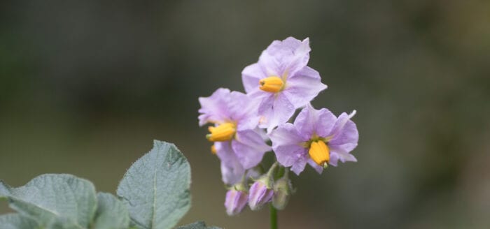 Potatisblomma Anton Smeets