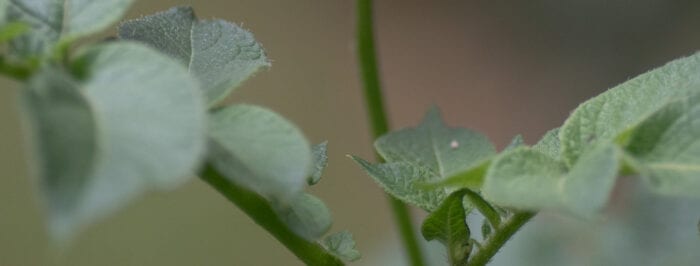 Potatisblomma Anton Smeets