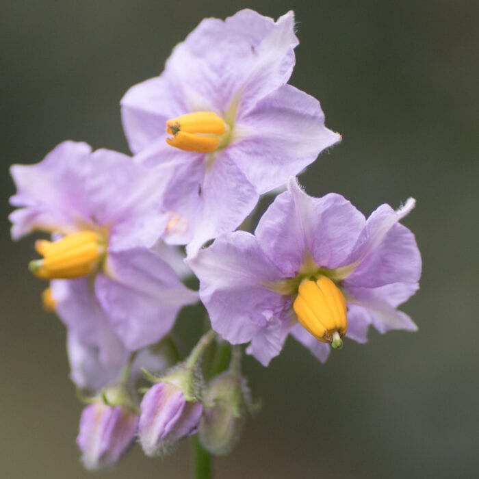 Potatisblomma Anton Smeets