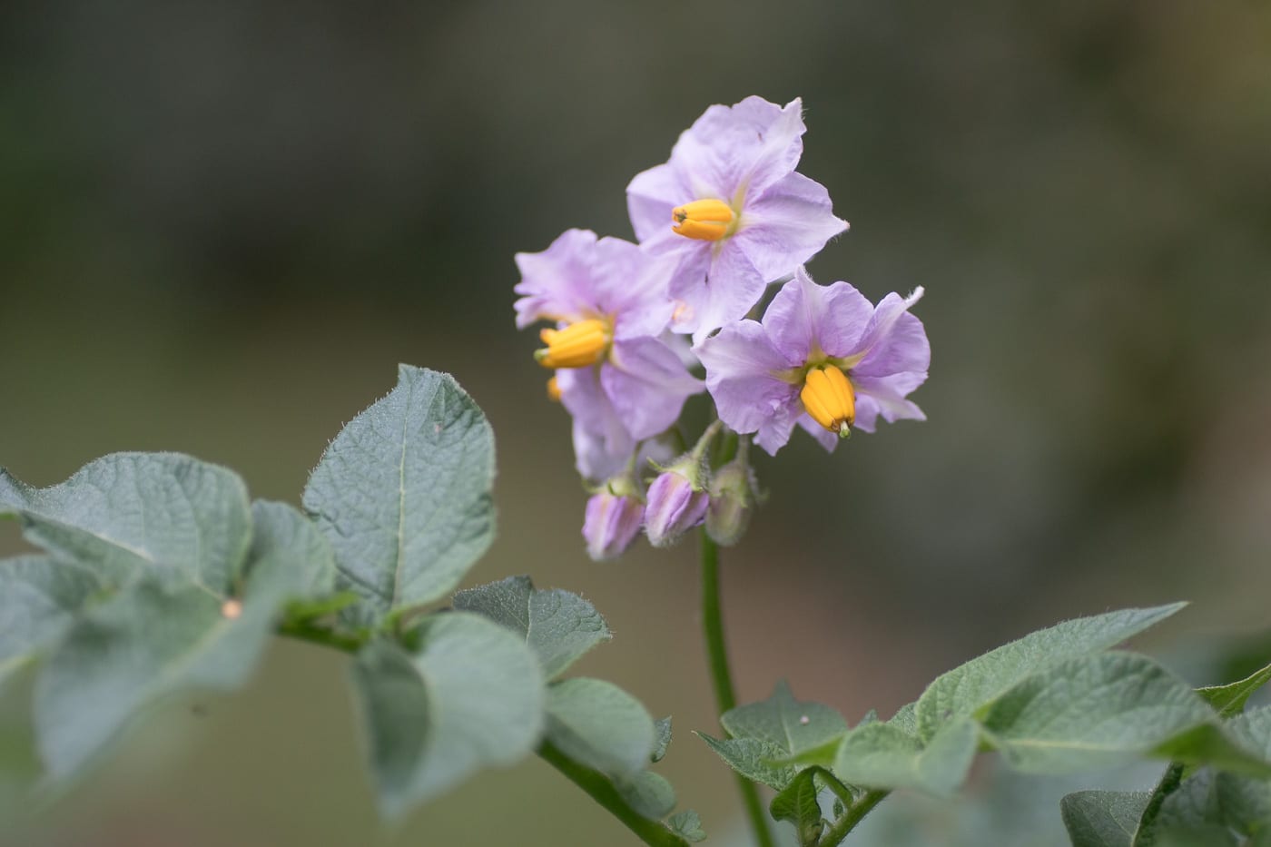 Potatisblomma Anton Smeets