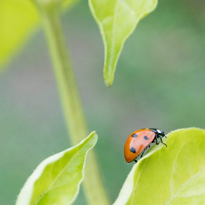 Sjuprickig nyckelpiga Anton Smeets