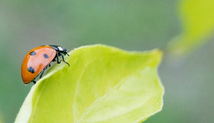 Sjuprickig nyckelpiga Anton Smeets