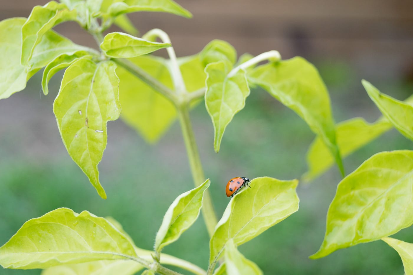Sjuprickig nyckelpiga Anton Smeets