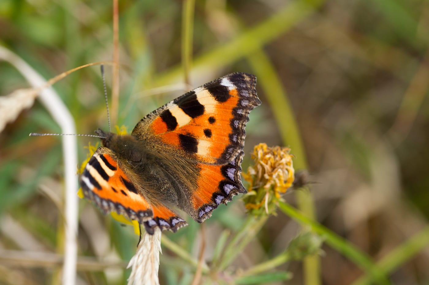 Nässelfjäril Anton Smeets