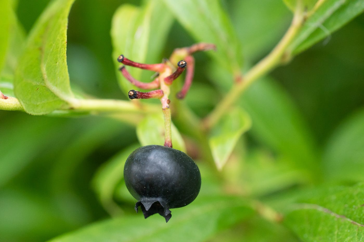 Blåbär Anton Smeets