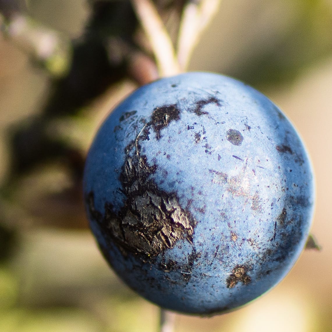 Slånbär Anton Smeets