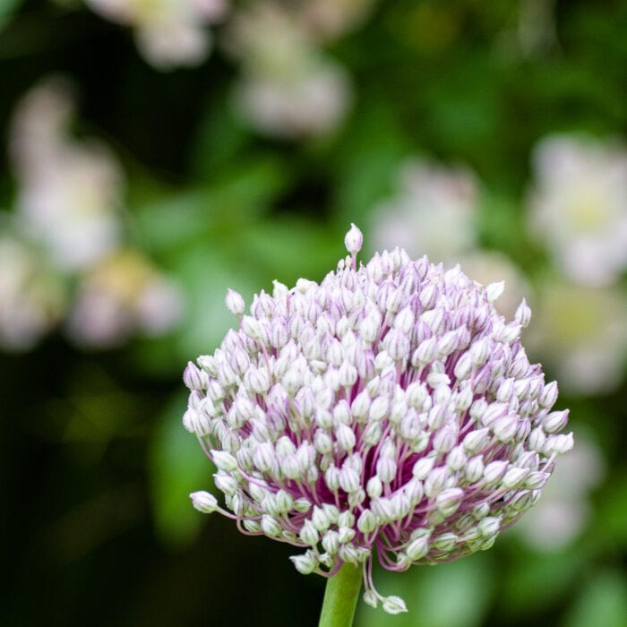 Gräslöksblomma Anton Smeets