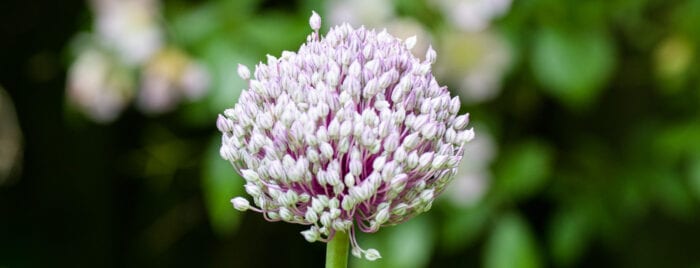 Gräslöksblomma Anton Smeets