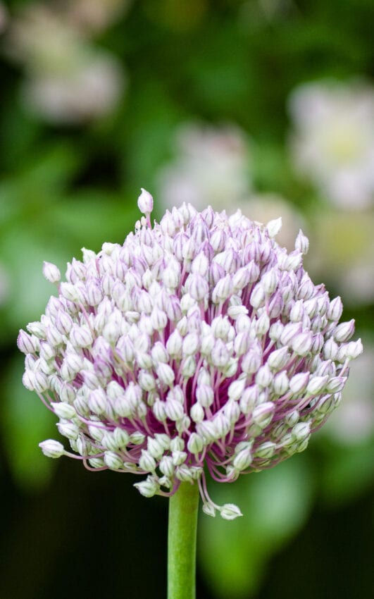 Gräslöksblomma Anton Smeets