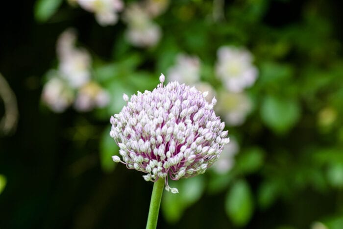 Gräslöksblomma Anton Smeets