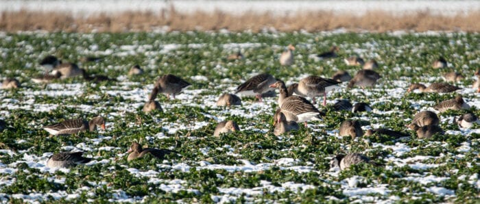 Grågäss Anton Smeets