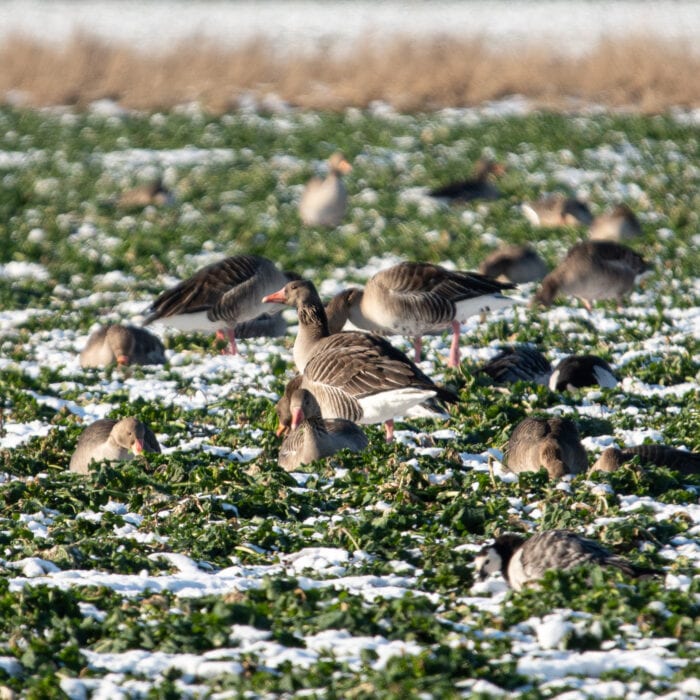 Grågäss Anton Smeets