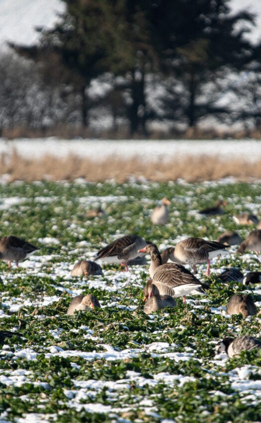 Grågäss Anton Smeets
