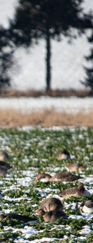 Grågäss Anton Smeets