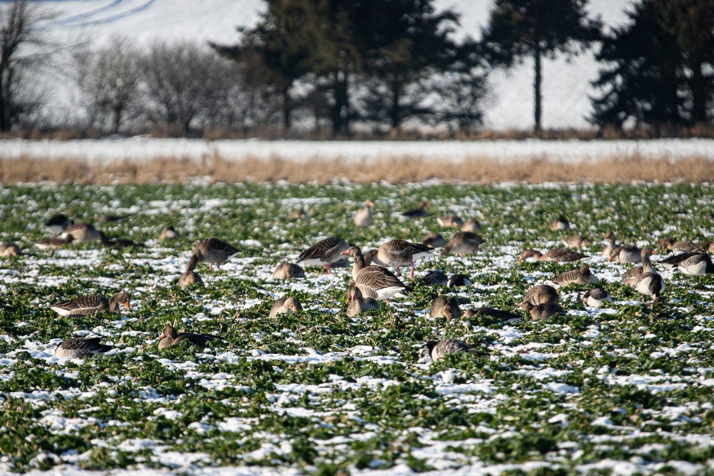 Grågäss Anton Smeets