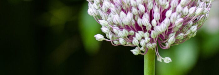 Gräslöksblomma Anton Smeets