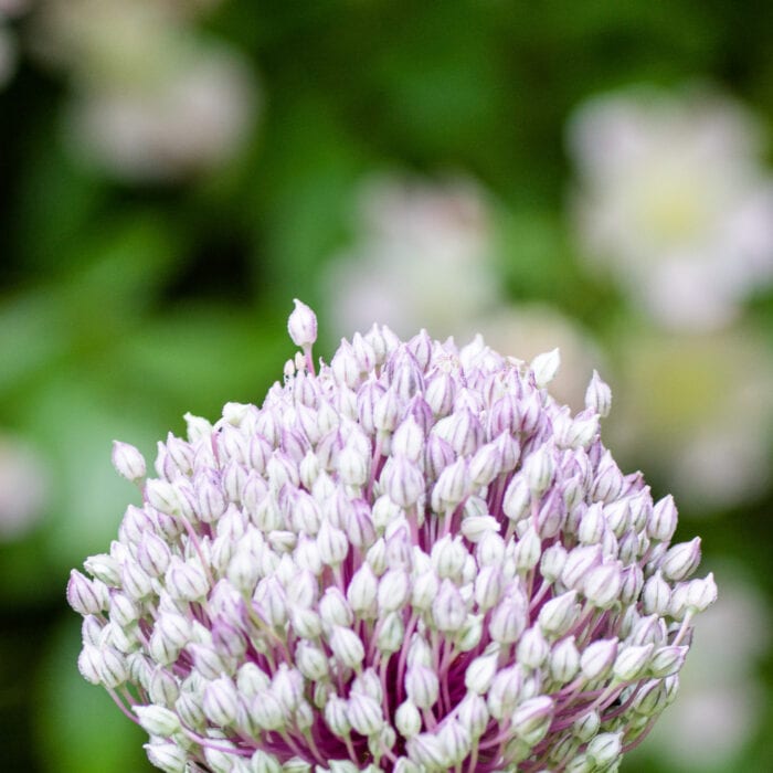 Gräslöksblomma Anton Smeets