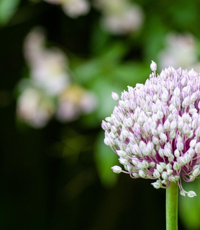 Gräslöksblomma Anton Smeets