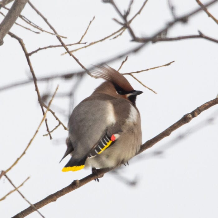 Sidensvans Anton Smeets