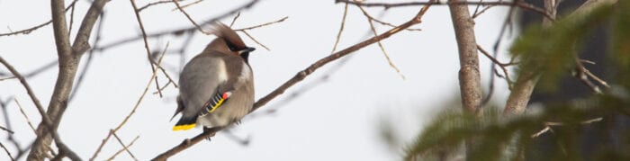 Sidensvans Anton Smeets