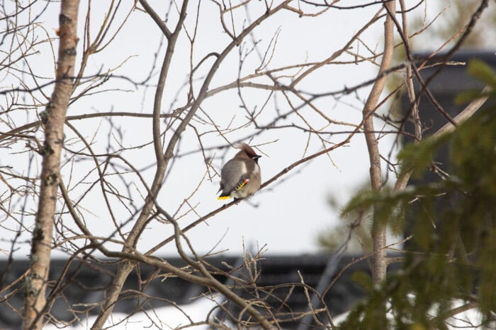 Sidensvans Anton Smeets