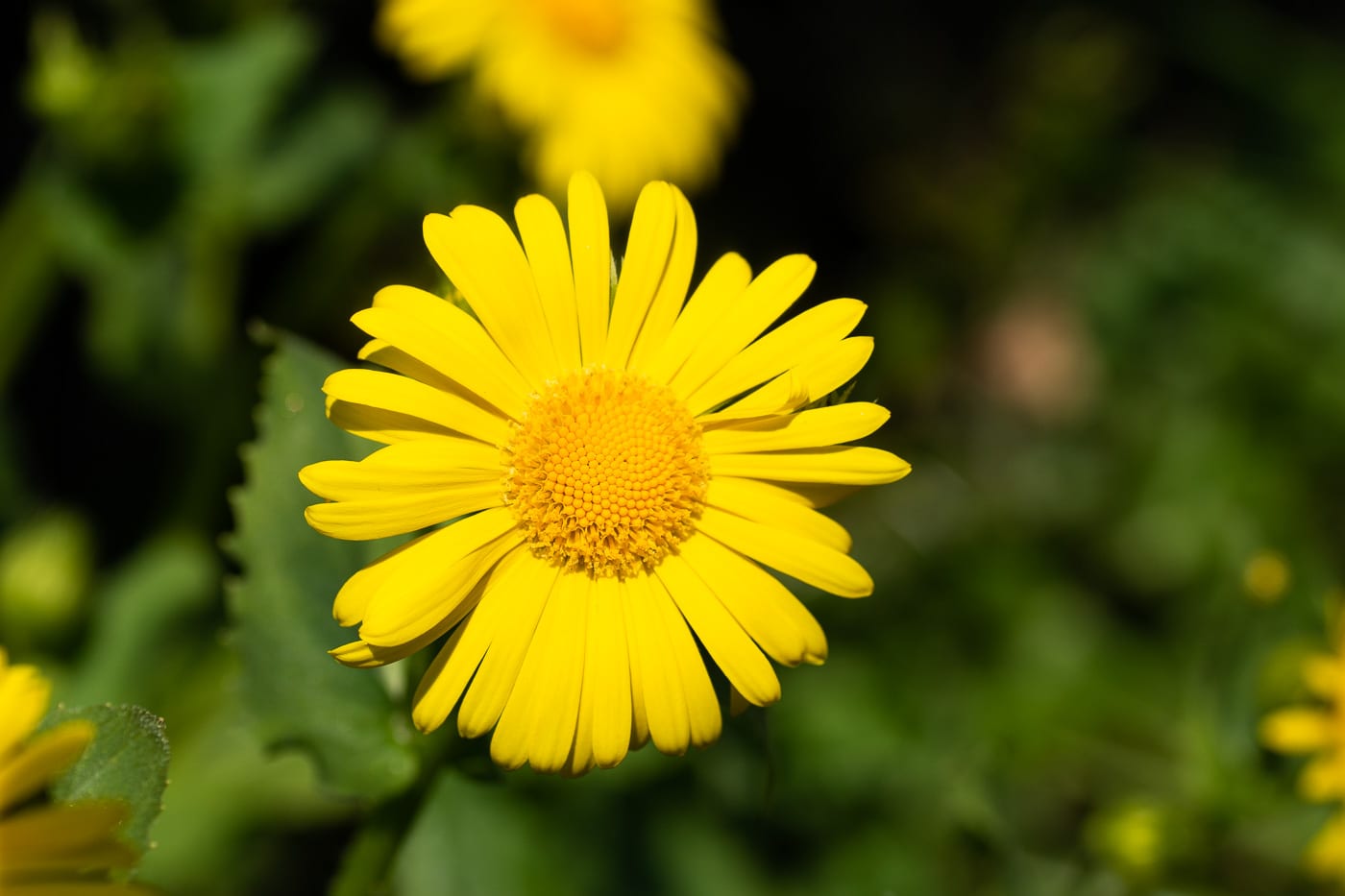 Solkrage Anton Smeets