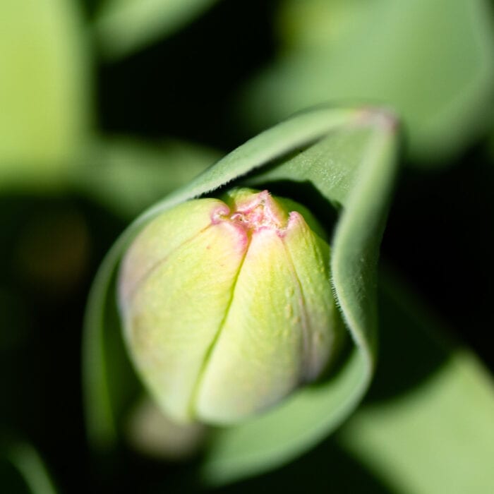 Tulpanknopp Anton Smeets