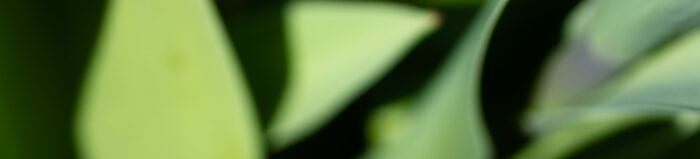 Tulpanknopp Anton Smeets